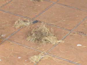 Bird nest needs to be removed and cleaned up with detergent to prevent bird from returning to target area.