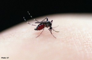 Dengue Outbreak