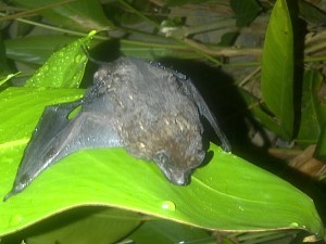 Insect bat irritated by DeTour Bio-repellent gel