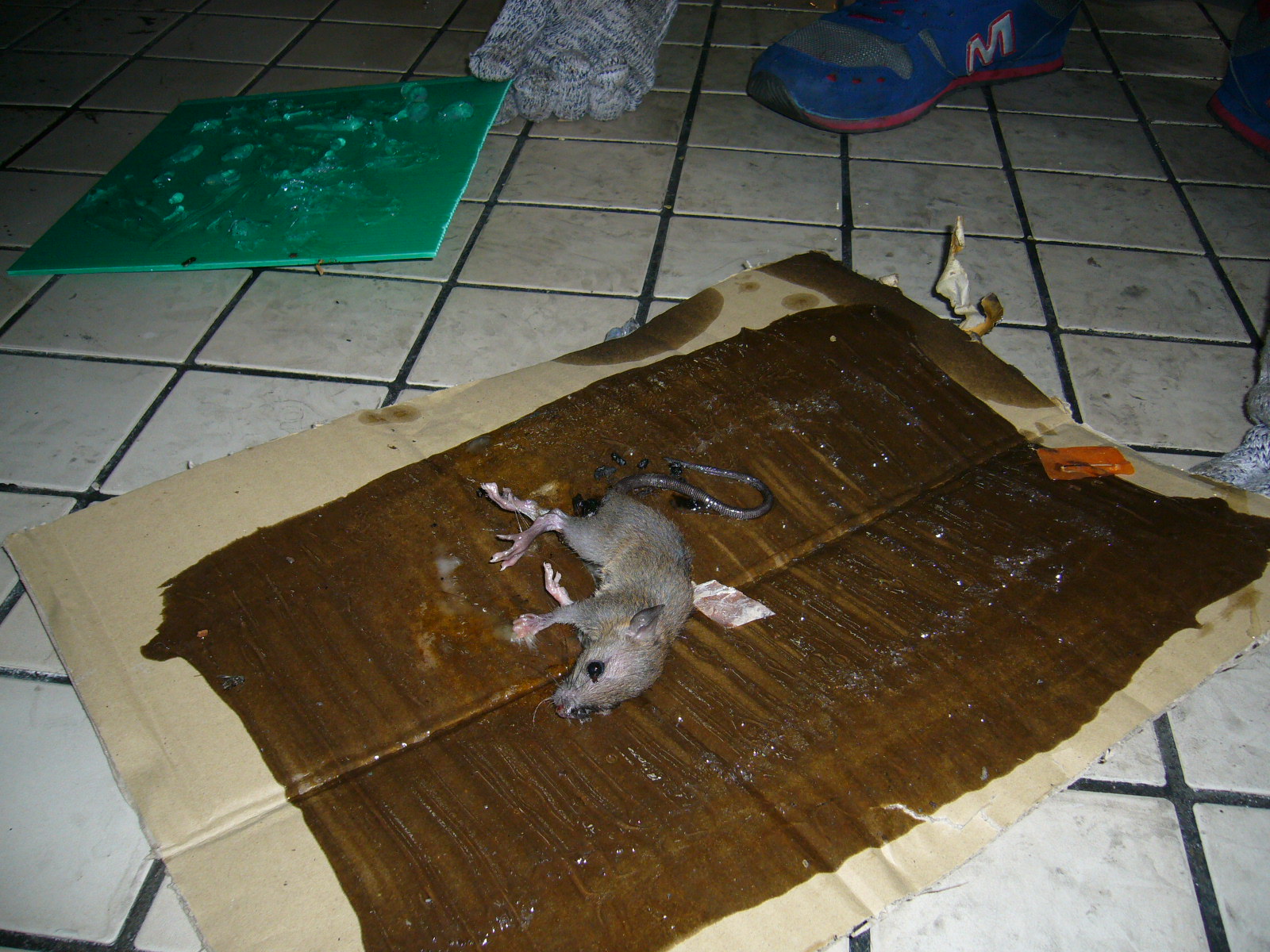 Клеевая ЛОВУШКА для мышей поймалась